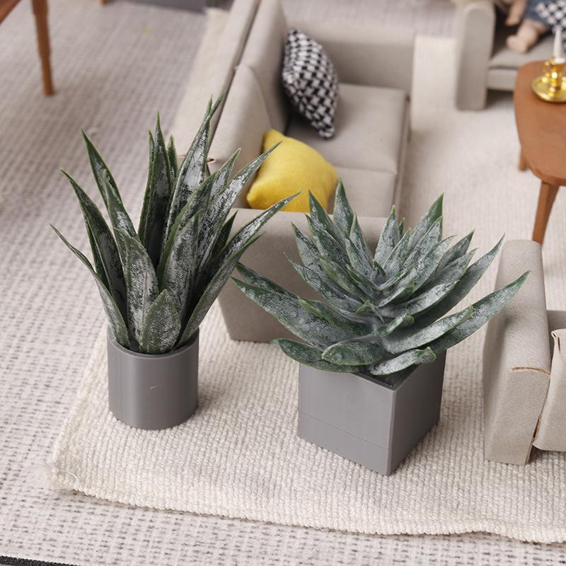 Aloe Vera Pot - Pianta in vaso di aloe vera