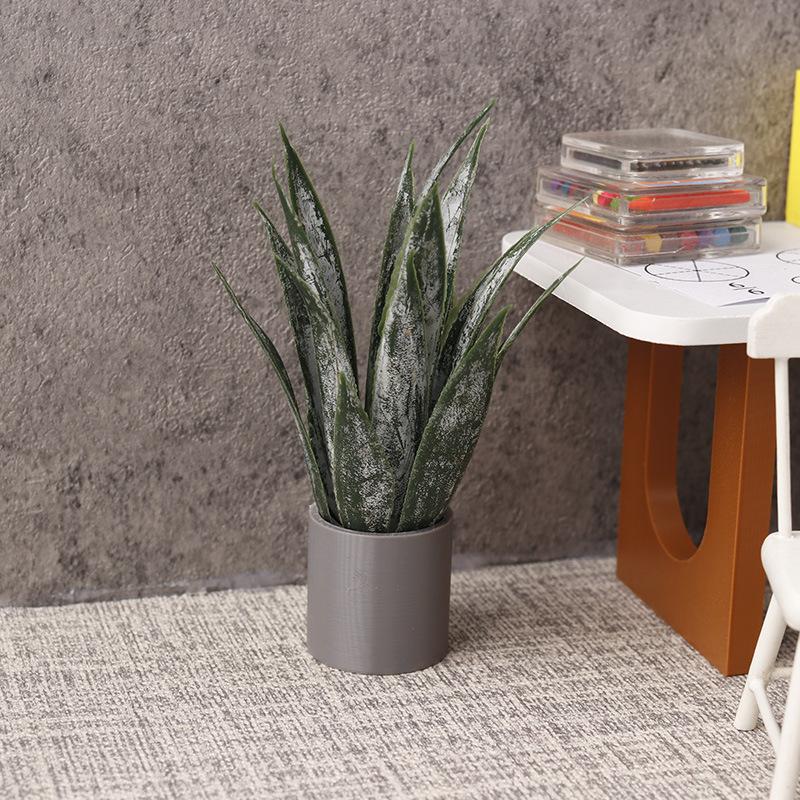 Pianta in vaso di aloe vera in - Aloe Vera Pot recensione e prezzo