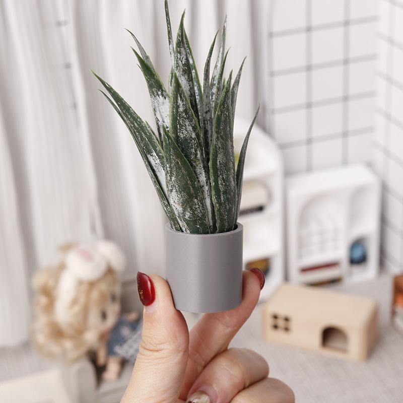 Pianta in vaso di aloe vera in - Aloe Vera Pot recensione e prezzo