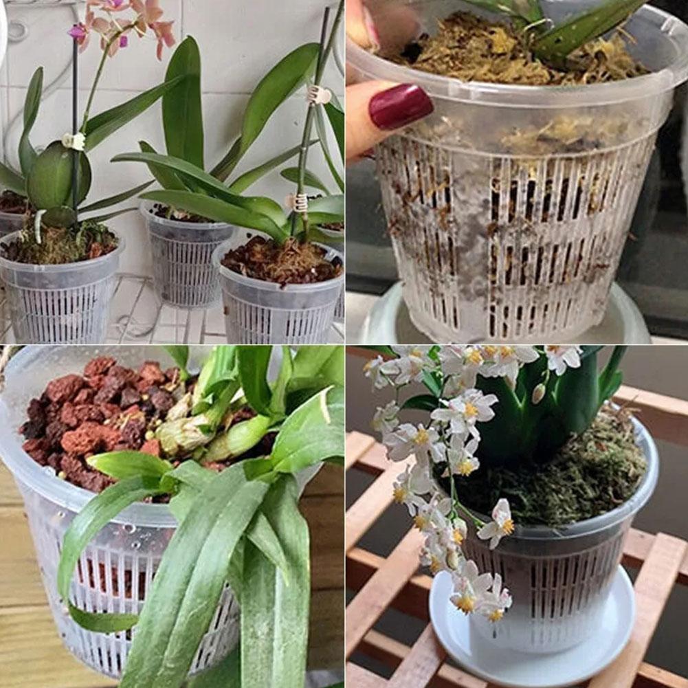 Vaso da fiori trasparente per  - Aloe Vera Pot recensione e prezzo
