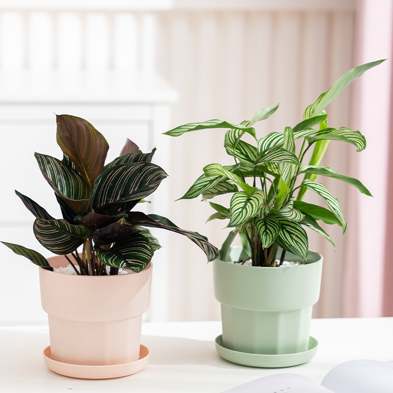 Vaso da fiori da tavolo infran - Aloe Vera Pot recensione e prezzo