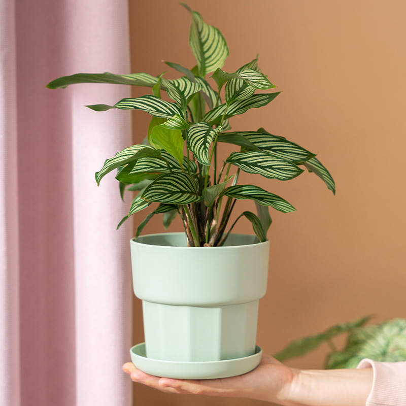 Vaso da fiori da tavolo infran - Aloe Vera Pot recensione e prezzo
