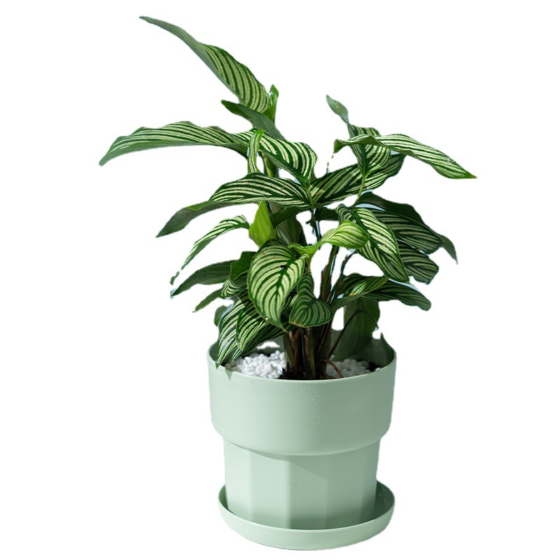 Vaso da fiori da tavolo infran - Aloe Vera Pot recensione e prezzo