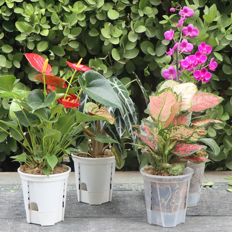 Vaso per orchidee trasparente  - Aloe Vera Pot recensione e prezzo